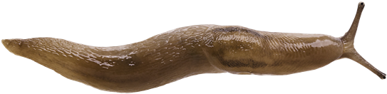 Ambigolimax valentianusVALENTINSNIGEL13.3 × 54.3 mm